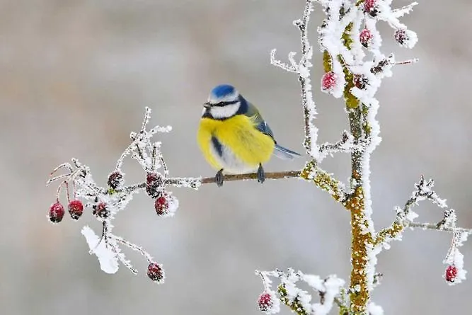 아파트 Renate Straden